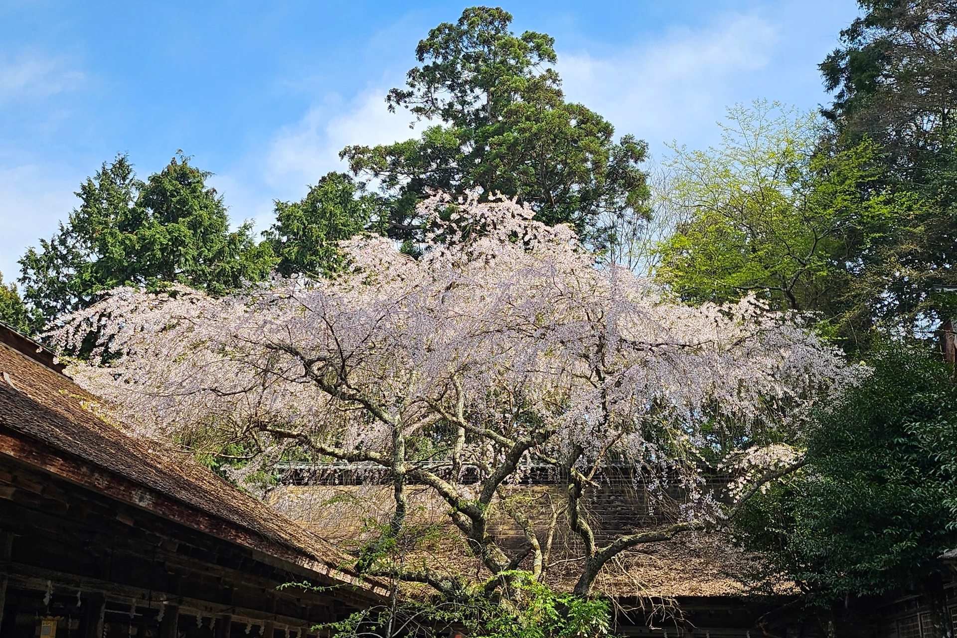Local Work in Nara